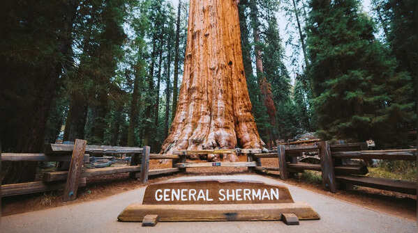 The tree is so large that photographs barely explain it