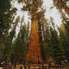 Article image for: It is not the tallest tree on Earth — but it is the largest