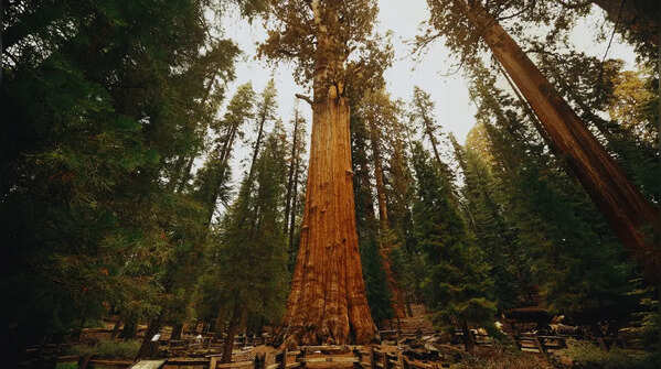 It is not the tallest tree on Earth — but it is the largest