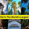 Article image for: How old is the world's largest tree? 5 facts that inspire travellers to see it