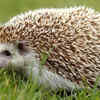 Article image for: Hedgehog – the small animal with surprising defence abilities