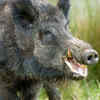 Wild boar – tough animals that may attack snakes