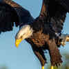 Article image for: Eagle – powerful birds of prey that attack snakes