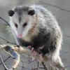 Opossum – the marsupial known for resisting snake venom