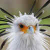Secretary bird – the bird famous for hunting snakes