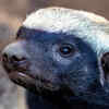 Honey badger – the fearless survivor of the wild