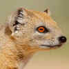 Mongoose – the legendary snake fighter