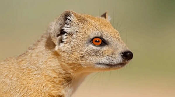 Mongoose – the legendary snake fighter