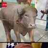 Article image for: Giant Bangladesh Buffalo Nicknamed “Donald Trump” Breaks The Internet Before Eid