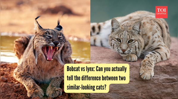 Bobcat vs lynx Can you actually tell the difference between two similar-looking cats
