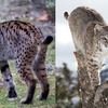 Tails and ears help to separate them from each other