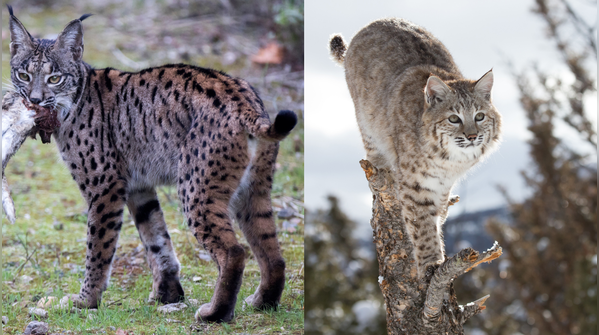 Tails and ears help to separate them from each other