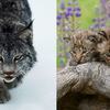 Their fur and colour patterns are not the same