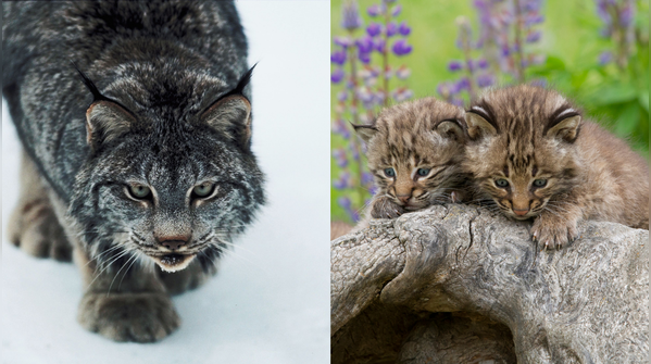 Their fur and colour patterns are not the same