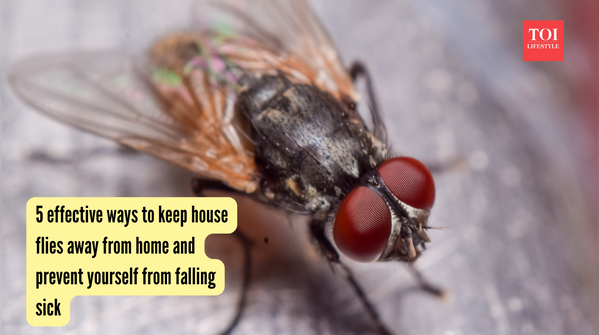 5 effective ways to keep house flies away from home and prevent yourself from falling sick