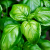 Article image for: Use herbs and <i class="tbold">flowers</i> as natural repellents