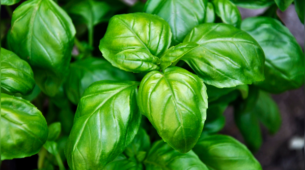 Use herbs and flowers as natural repellents