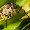 Article image for: Use natural traps and insect-eating <i class="tbold">plant</i>s