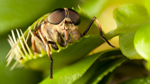 Use natural traps and insect-eating plants