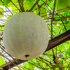 Ash gourd
