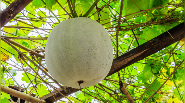 Ash gourd