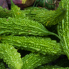 Article image for: <i class="tbold">bitter gourd</i>