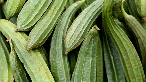 Ridge gourd