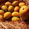 Banganapalle Mango