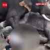 Article image for: Woman Tourist Trampled To Death As Two Elephants Fight At Karnataka’s Dubare Elephant Camp