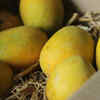 Alphonso Mango