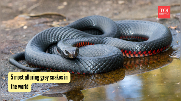 5 most alluring grey snakes in the world