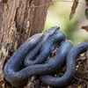 Eastern rat snake
