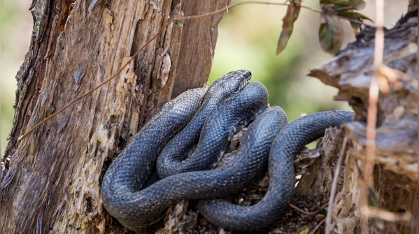 Eastern rat snake
