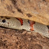 Grey-banded kingsnake