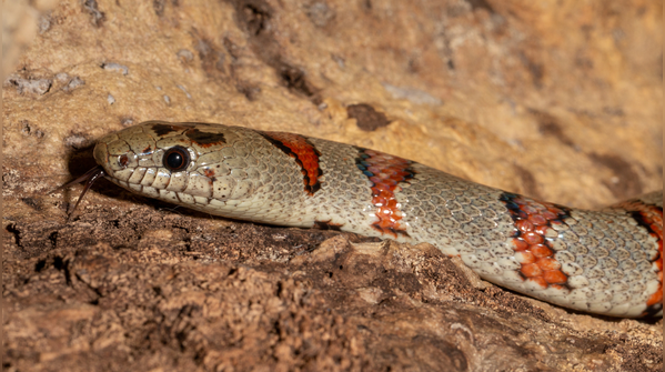 Grey-banded kingsnake