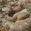 Western diamondback