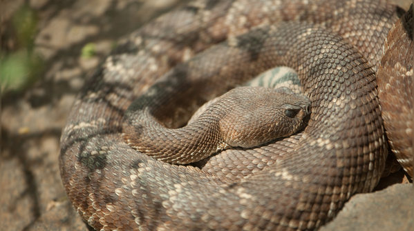 Western diamondback