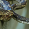 Russian rat snake