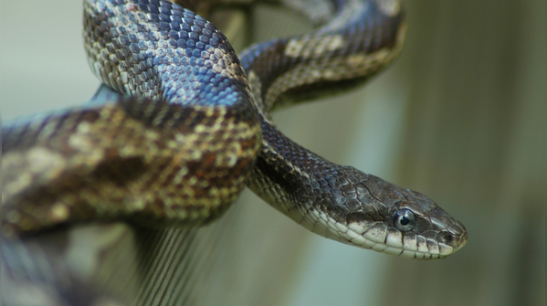 Russian rat snake