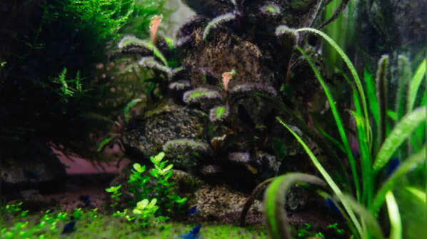 Algae or Moss-Growing Plants