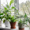 Article image for: 5 Unlucky Plants You Should Remove from Your Home to Attract Good Luck