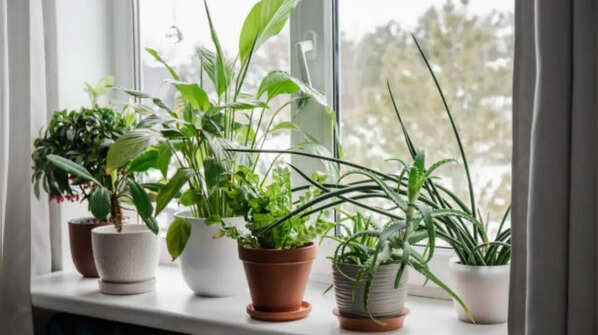 5 Unlucky Plants You Should Remove from Your Home to Attract Good Luck