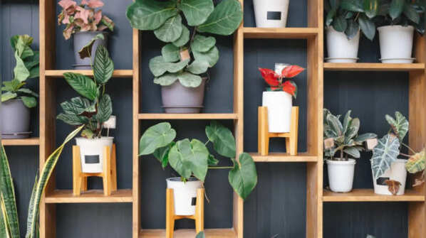 Cotton or Silk Plants (Artificial Plants)