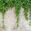 Climbers Growing on Walls