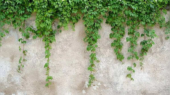 Climbers Growing on Walls