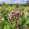 Article image for: Milkweed and Other Milky-Sapped <i class="tbold">plant</i>s