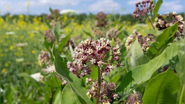 Milkweed and Other Milky-Sapped Plants
