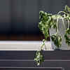 Article image for: Dead or Dying <i class="tbold">plant</i>s