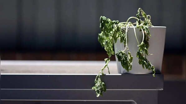 Dead or Dying Plants