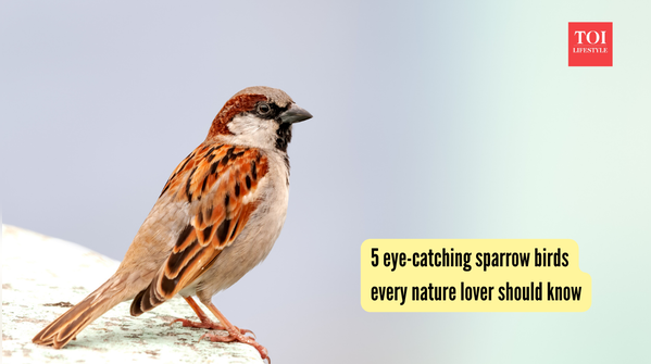 5 eye-catching sparrow birds every nature lover should know